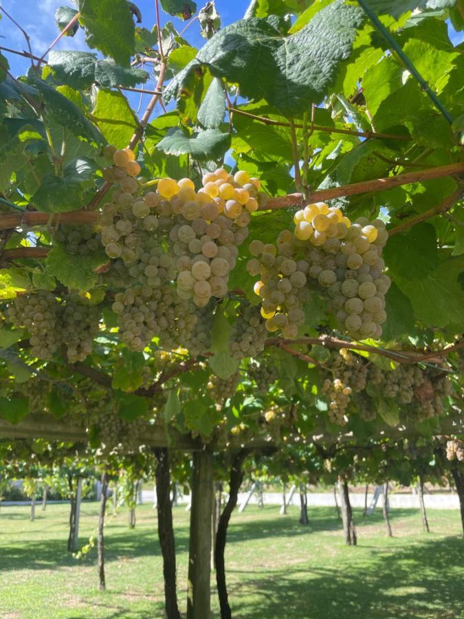 Habitacion Deluxe Rodeada De Vinedos Ribadumia Εξωτερικό φωτογραφία